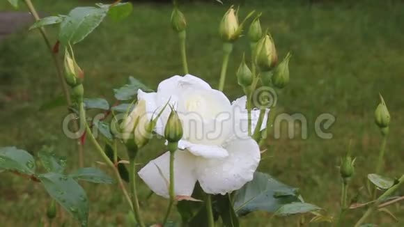 一朵白色的玫瑰雨滴在风中微微摆动视频的预览图