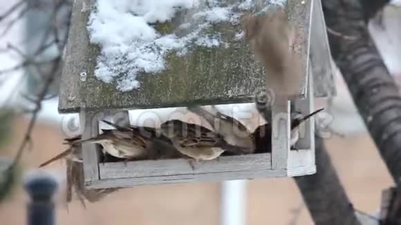 一群麻雀包围了食槽视频的预览图