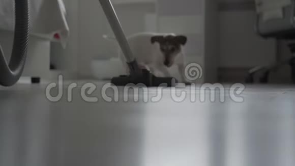 有趣的棕色和白色小狗咬现代吸尘器视频的预览图