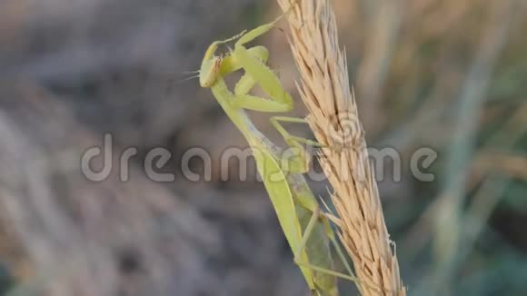 昆虫在它们的自然栖息地螳螂坐在成熟的花序上这只动物清洁它的四肢视频的预览图