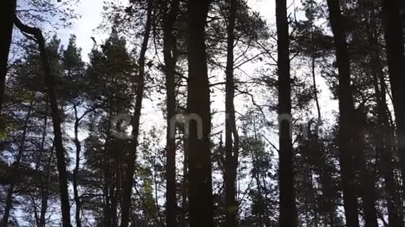 明亮的秋日阳光照亮了大松树的轮廓视频的预览图