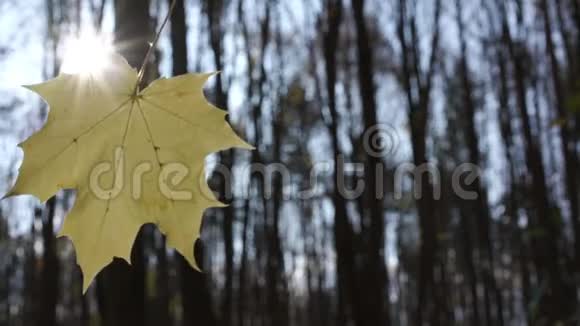 风浪枫叶对抗模糊的树木缓慢视频的预览图