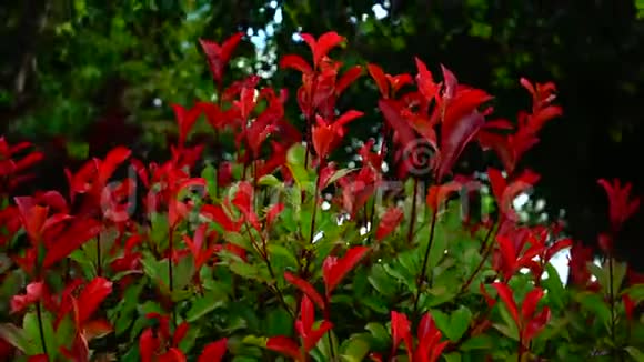 春天花园里一片灌木丛中的红绿叶子摇曳着长长的视频视频的预览图