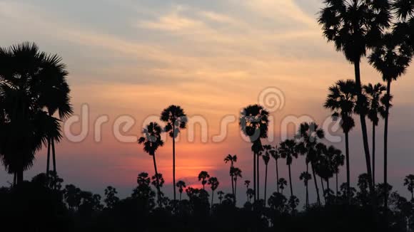 时光流逝稻田的景观在黄昏的时间和橙色的天空中充满了剪影棕榈树视频的预览图