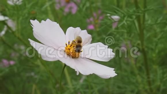 蜜蜂从花中采集甜蜜视频的预览图