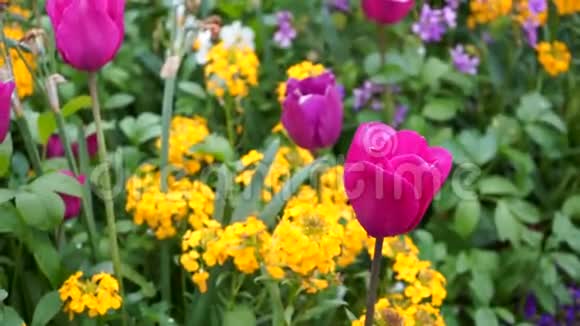 美丽的鲜花盛开在欧洲城市的春天花坛上紫红色郁金香视频的预览图