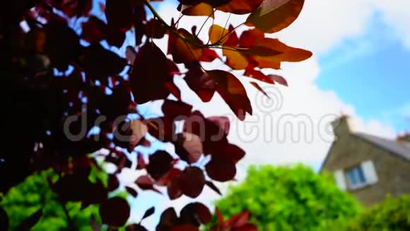春天花园里一片灌木丛中的红绿叶子摇曳着长长的视频视频的预览图
