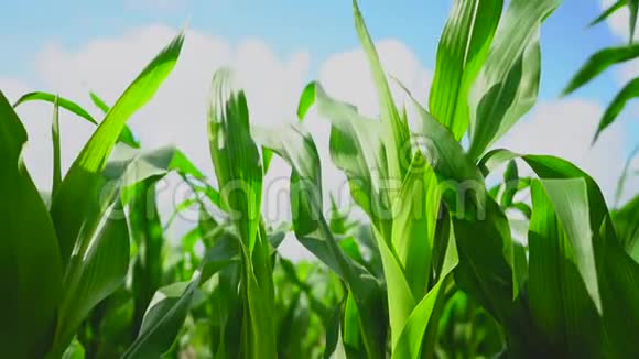 一片玉米种植园的嫩绿叶子迎风蓝天摇曳视频的预览图