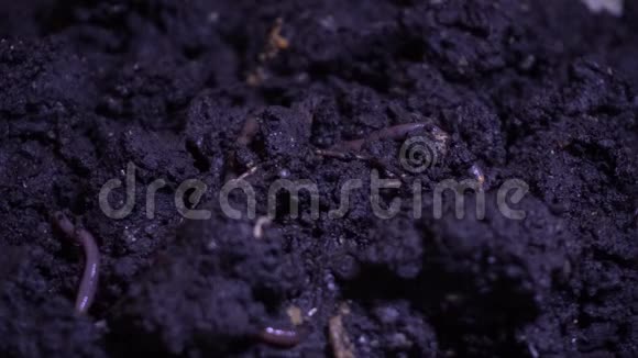 潮湿土壤中的蠕虫视频的预览图