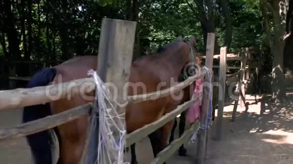 一个穿着粉红色太阳裙的年轻女孩在围场里抚摸着漂亮的棕色马4k4k视频视频的预览图