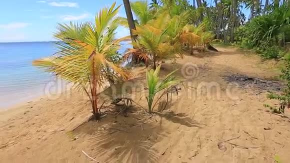 在小棕榈树上活动视频的预览图