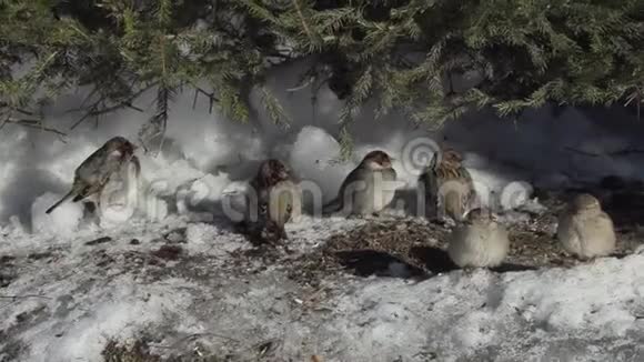 雪中树下的麻雀视频的预览图