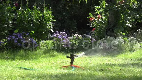 晴天的花园洒水器在花园里浇绿色的草坪4K视频的预览图