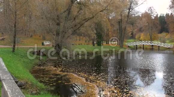 秋天的公园大池塘的树落叶的树视频的预览图