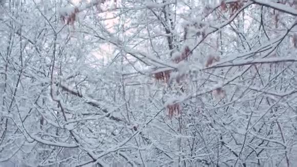 斯泰迪加姆在雪地下拍摄的树木视频的预览图