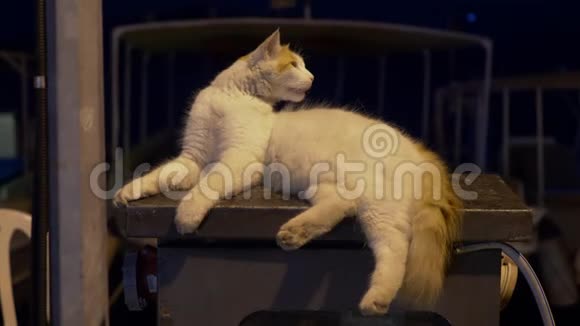 在黑暗中躺在户外的可爱的白色绒毛猫的近景视频的预览图