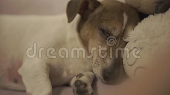 一只棕色眼睛的疲惫的小狗躺在玩具熊的特写上视频的预览图