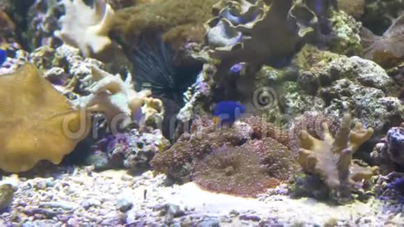 特写镜头两条蓝色的小鱼带着一条黄色的尾巴在海葵周围迅速游动视频的预览图