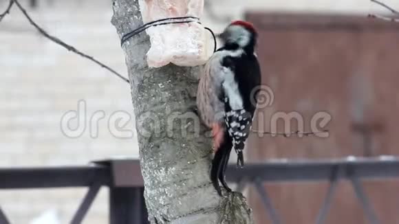 啄木鸟吃花园里一棵树上绑着的脂肪视频的预览图