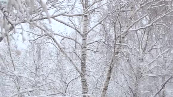 雪下白桦树的全景视频的预览图