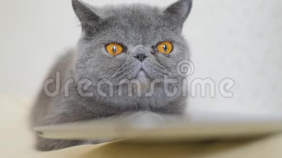 灰色短毛猫黄色的大眼睛闭上视频的预览图