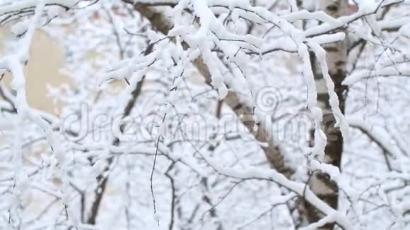 雪下的桦树枝视频的预览图
