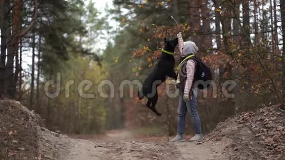 年轻女子在秋林里训练她的狗视频的预览图