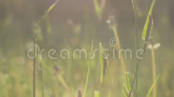草吸管在阳光下轻微的风中移动耀斑近距离绿色模糊的背景晚上4K3840x2160超高视频的预览图
