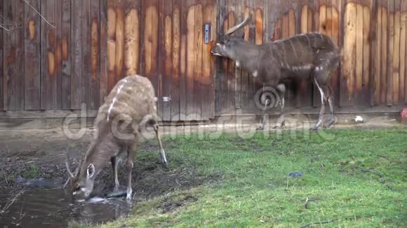 动物园里有几只瞪羚在吃喝视频的预览图