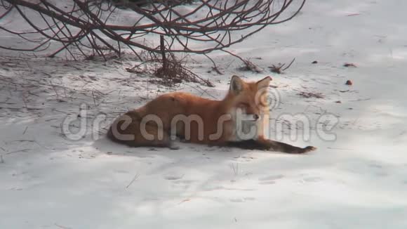 冬天野外的红狐视频的预览图