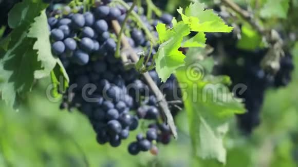 葡萄园葡萄意大利采摘红酒葡萄视频的预览图