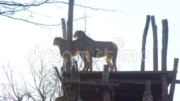 太阳底下动物园里的猎豹夫妇视频的预览图