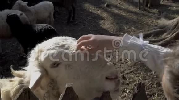 在一个阳光明媚的夏天一个小女孩抚摸着动物园里一只白羊的头特写镜头放大4K视频的预览图