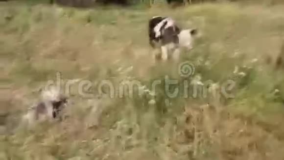 狗对着小公牛叫视频的预览图