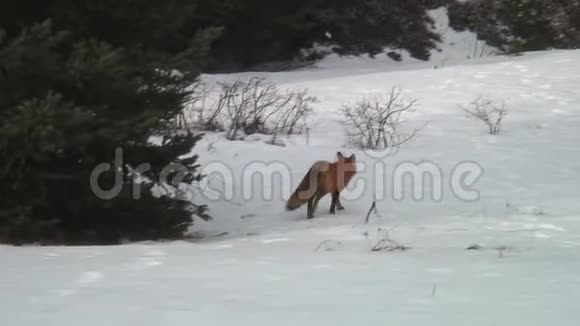 冬天野外的红狐视频的预览图