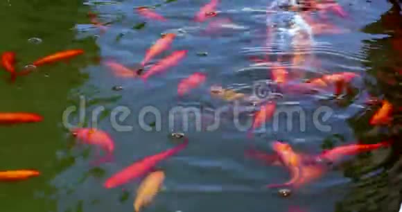 池塘里有许多金鱼和鲤鱼视频的预览图