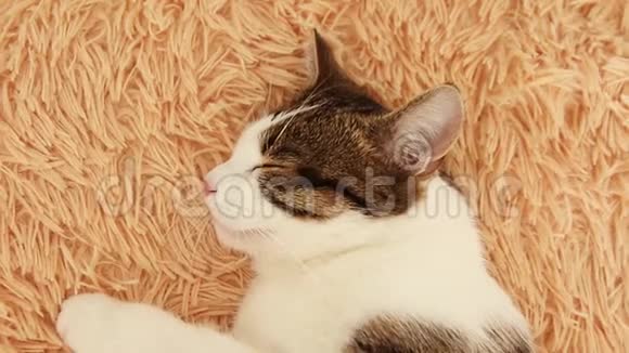 一只美丽蓬松的猫睡在一张神奇的床上视频的预览图