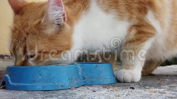 猫在吃东西视频的预览图
