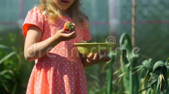 在农场里看着新鲜草莓的小女孩视频的预览图