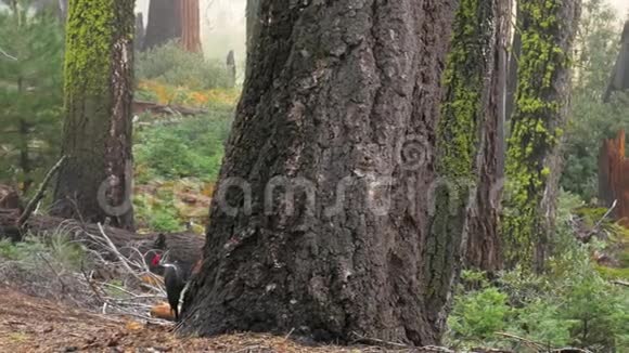 啄木鸟敲着森林中的树干红杉国家公园4k视频的预览图