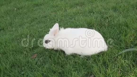 一只棕色眼睛的小白兔在阳光明媚的日子里环顾四周吃着新鲜的覆盖在草坪上的草视频的预览图