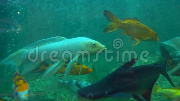 热带鱼在水族馆游泳视频的预览图