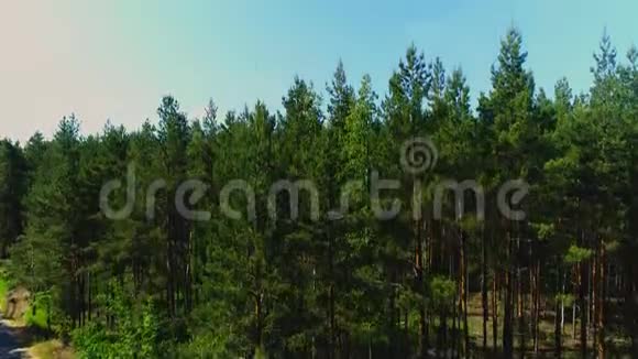 古老的松林与远处平静的湖景尽收眼底视频的预览图