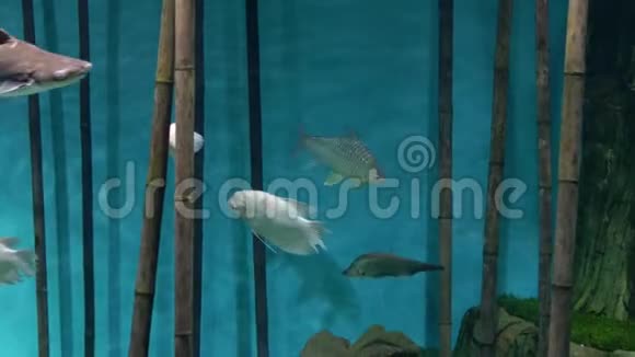 水族馆蓝色背景竹子白色和灰色的鱼游泳视频的预览图