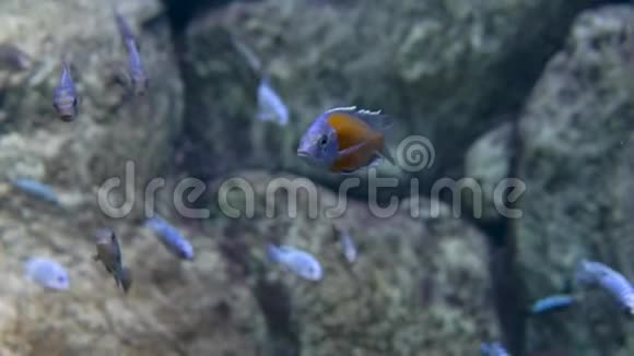 水族馆石头背景蓝棕色的鱼看着相机特写镜头视频的预览图