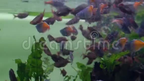 水族馆在水面附近一群紫貂鱼吃食物视频的预览图