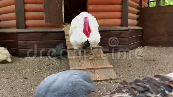 土耳其一只白色宽胸火鸡站在小屋旁边的一个木制平台上视频的预览图