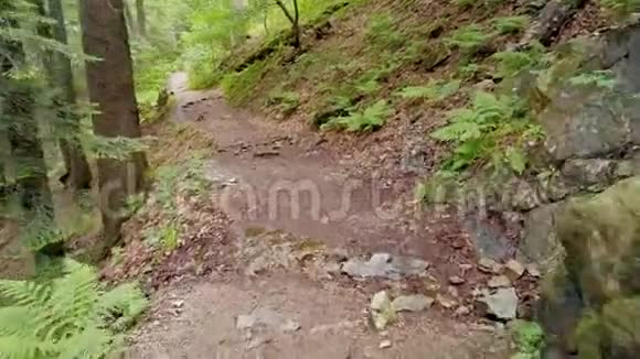 在穿过绿色森林的小径上徒步旅行观点走在泥泞的小路上的森林里黑森林徒步旅行视频的预览图