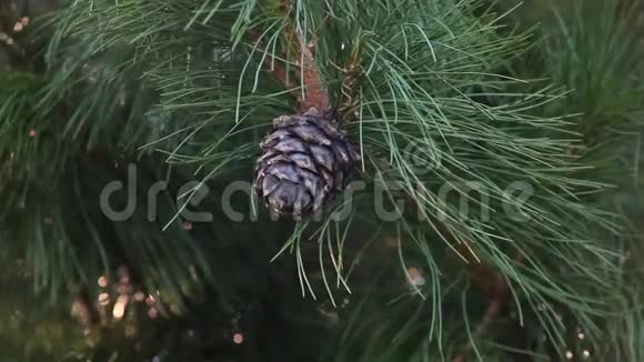 雪松锥长在树枝上视频的预览图