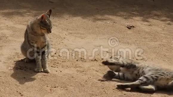 两只猫在沙地上玩耍视频的预览图